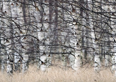 björkstammar i kaos i natur