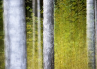 vertikalpanorering av trädstammar i natur