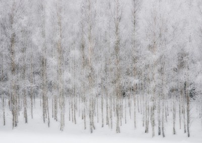 frostiga björkar i natur