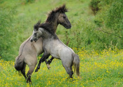 hästar slårr i natur